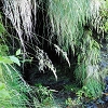 Plants: image 60 Of 208 Thumb